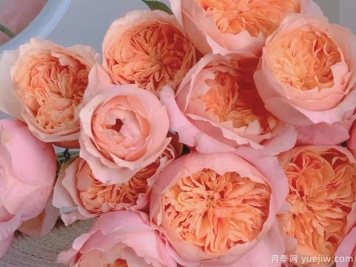 维多利亚的秘密月季