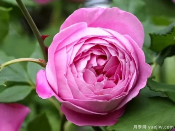 维多利亚女王月季