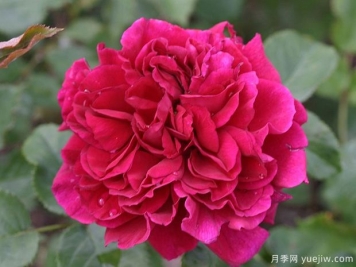 渔夫之友月季/园丁之友月季