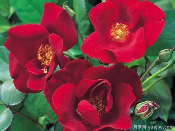 暗淡少女月季/忧郁少女