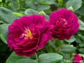 吉普赛少年月季