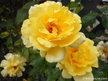 黄金雨月季