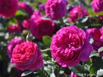 珠宝月季/宝石月季