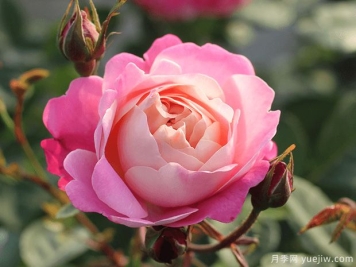 分享20款粉色月季，甜蜜来袭一眼就爱上