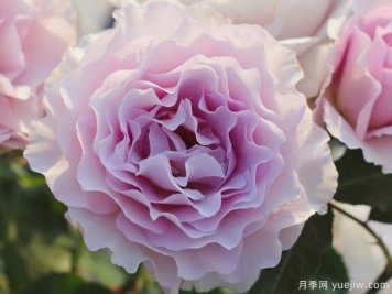 新浪潮月季的优缺点是什么？