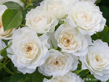 新娘梅兰迪娜月季/新娘阳光灿烂月季