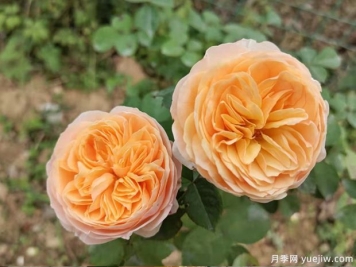 推荐9个经典月季品种，新老花友入月季坑必选