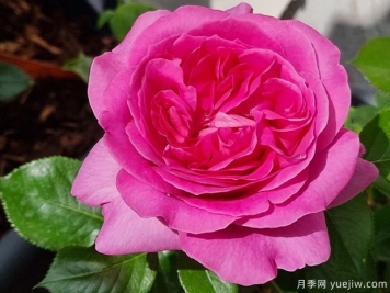 特拉方特月季的优缺点是什么？