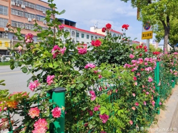 唐河月季满城绚丽，美化泗州靓丽景观