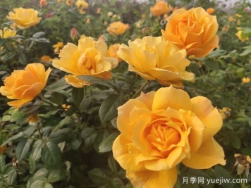 养殖月季的6个实用小技巧，轻松赏花