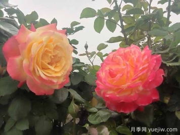 月季只长枝条不开花是什么原因？