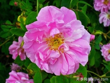 大马士革玫瑰是玫瑰吗？不是，甚至也不是月季！