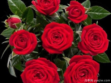 竞技柯德娜月季/竞技科德娜