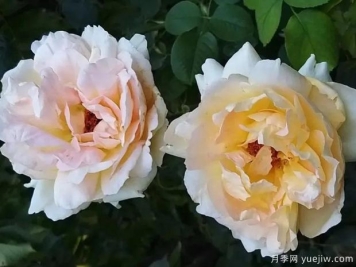 阿尔丰斯都德月季