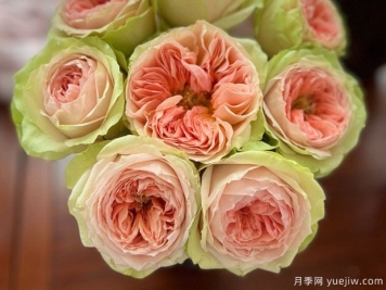 漫月眉月季/蔓越莓月季