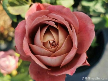 地球末夜月季的优缺点是什么？