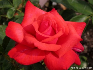 多莉帕顿月季/吉卜赛月季