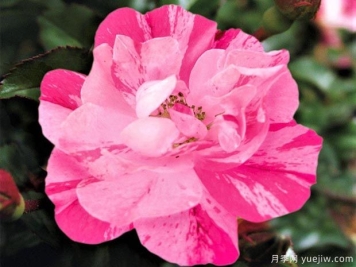 粉色飞溅地毯月季