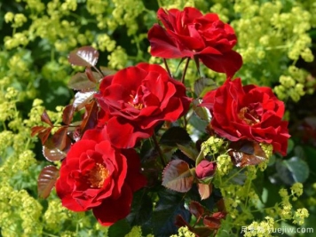 地平线月季(诺克)