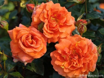 纳兰加月季/橘子树月季