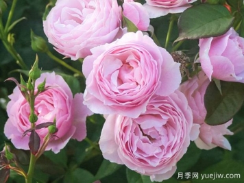 花园之梦月季/花园梦/梦幻花园