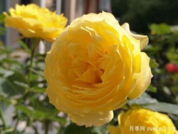 金星王阳台月季的优缺点是什么？