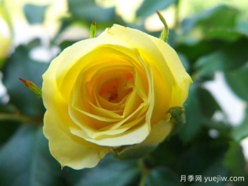 阳光柯德娜月季/阳光科德娜