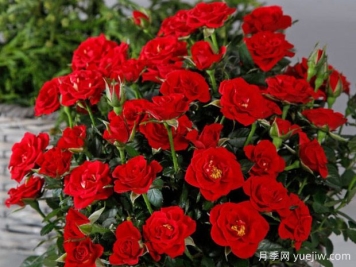 曼迪柯德娜月季/曼迪科德娜