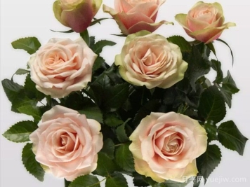 木兰柯德娜月季/木兰科德娜