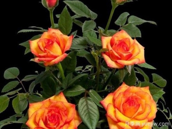 火山柯德娜月季/火山​科德娜