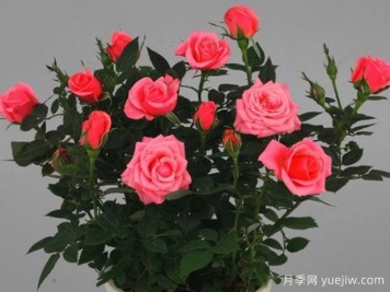 调情柯德娜月季/调情科德娜