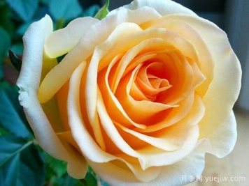 柑橘柯德娜月季/柑橘科德娜