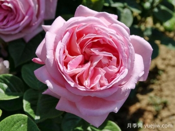 天赐恩宠月季/奇异恩典/自由香氛Amazing Grace