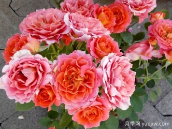 康巴玫昂月季/坎巴玫昂月季