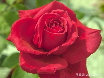 雅克普莱维尔月季