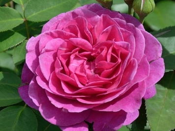 老港月季/旧港口月季