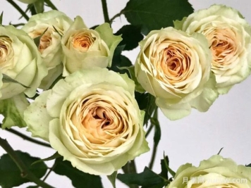 牛油果泡泡月季