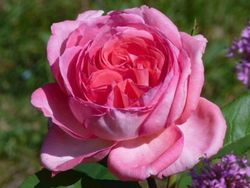 丽芙泰勒月季/普罗旺斯伯爵夫人