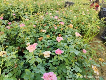 仙境月季美化衢州园林工程