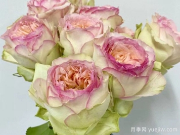 蝴蝶公主月季/索提亚月季