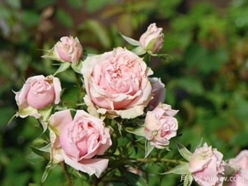 月季介绍，牛津月季