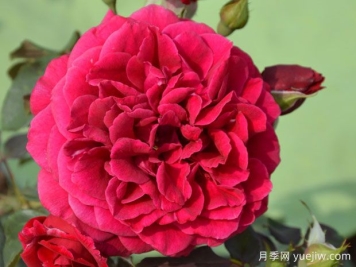 阿布扎比扎伊德月季/吉洛苏丹