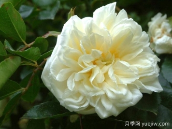 阿尔贝里克月季