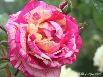 布劳赛良德月季