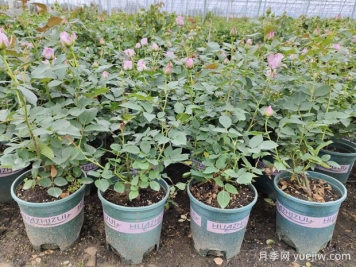 秋季修剪后做好这3个管理，月季秋花开得好