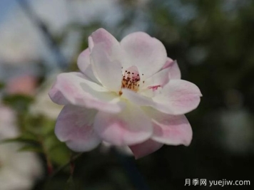 草莓冰山月季的优缺点是什么？