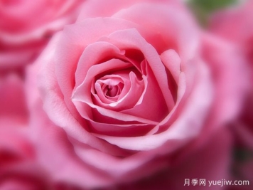 大花月季开花时间有哪些因素的影响？