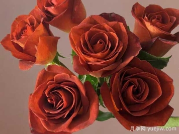 咖啡德玛月季/咖啡厅