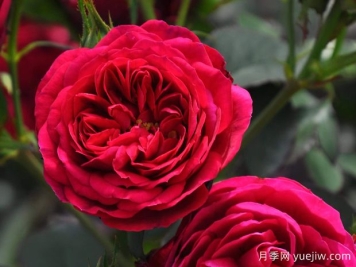 刘易斯卡罗尔月季/路易斯卡罗月季