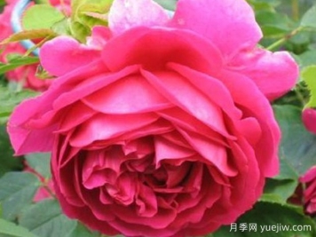 麦金琪夫人月季